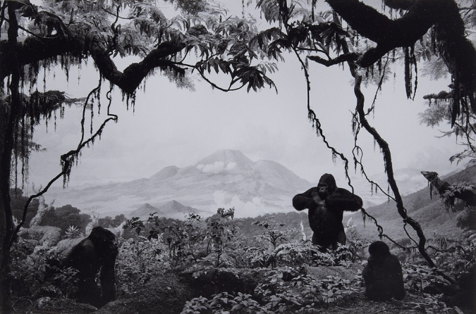 1284e_Hiroshi-Sugimoto_Gorilla.jpg